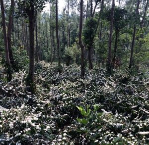 Photo of coffee beans in flower growing under trees