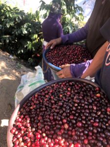 Photo of coffee peaberries in buckets after being hand picked