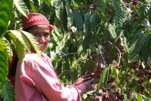 Lady hand picking peaberries