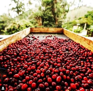 Photo of coffee peaberries in a sorting tray