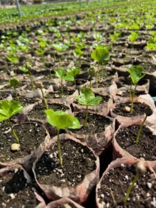 Coffee trees sprouting ready to plant