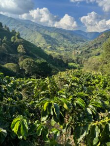 Coffee plantation in Salgar Colombia
